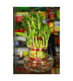 LUCKY BAMBOO PLANT WITH POT pack off 1