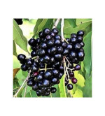JAMUN PLANT ( PACK OF 2)