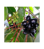 JAMUN PLANT ( PACK OF 2)