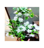 Jasmine Plant ( pack of 2)