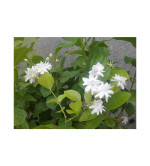 Jasmine Plant ( pack of 2)