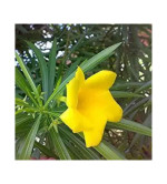 Kaner Plant ( pack of 2)