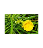 Kaner Plant ( pack of 2)