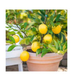 Lemon Plant ( pack of 2)