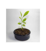 Lemon Plant ( pack of 2)