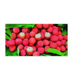 Litchi Plant ( pack of 2)