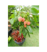 Litchi Plant ( pack of 2)