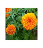 MARIGOLD PLANT (PACK OF 2)