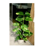 Money Plant  (Pack of 2)
