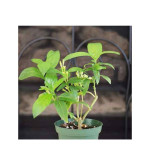 Night Bloom Jasmine Plant  (Pack of 2)