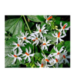 Harsingar parijat plant (pack of 2)