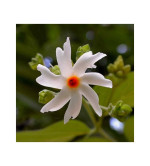 Harsingar parijat plant (pack of 2)