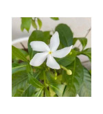 Platone Jasmine Plant  (Pack of 2)