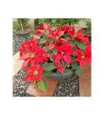 Poinsettia Plant  (Pack of 2)