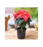 Poinsettia Plant  (Pack of 2)