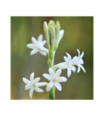 RAJNIGANDHA PLANT (PACK OF 2)