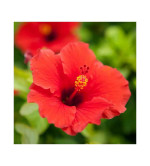Red hibiscus plant  (Pack of 2)