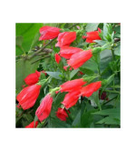 Red hibiscus plant  (Pack of 2)