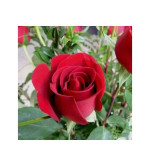 Rose Plant  (Pack of 2)