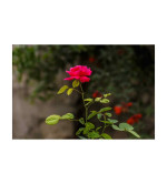 Rose Plant  (Pack of 2)