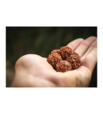 Rudraksha Plant  ( Pack of 2)