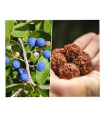 Rudraksha Plant  ( Pack of 2)