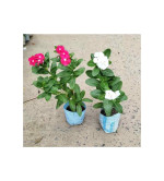 Sadabahar/Periwinkle Plant  ( Pack of 2)