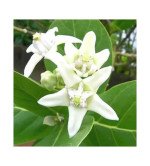 Safed Aak Plant  (Pack of 2)