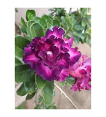 Adenium Plant  ( Pack of 2)