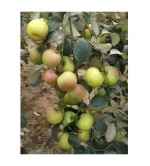 Ber Apple Plant  ( PACK OF 2)