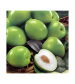 Ber Apple Plant  ( PACK OF 2)