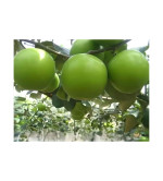 Ber Apple Plant  ( PACK OF 2)