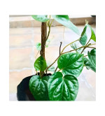 Betel Leaf Plant  (Hybrid, Pack of 2)