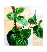 Betel Leaf Plant  (Hybrid, Pack of 2)