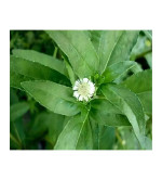 Bhringraj Plant  (Hybrid, Pack of 2)