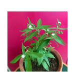 Bhringraj Plant  (Hybrid, Pack of 2)