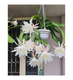 Brahma Kamal Plant  (Hybrid, Pack of 2)