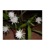 Brahma Kamal Plant  (Hybrid, Pack of 2)
