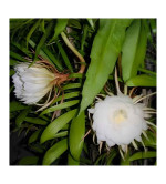 Brahma Kamal Plant  (Hybrid, Pack of 2)