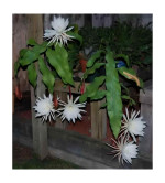 Brahma Kamal Plant  (Hybrid, Pack of 2)