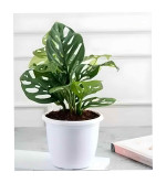 Broken Heart Plant  (Hybrid, Pack of 2)