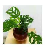 Broken Heart Plant  (Hybrid, Pack of 2)