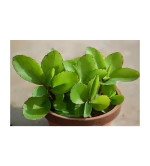 Bryophyllum Pinnatum/Patharchatta Plant  (Pack of 2)