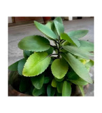 Bryophyllum Pinnatum/Patharchatta Plant  (Pack of 2)