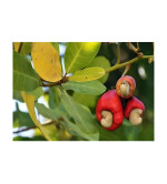 Cashew Apple (Kaju)  Plant 2