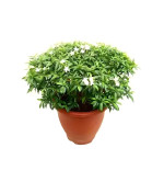 Chandini Flowering Plant  (Hybrid, Pack of 2)
