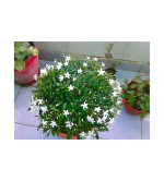 Chandini Flowering Plant  (Hybrid, Pack of 2)