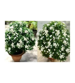 Chandini Flowering Plant  (Hybrid, Pack of 2)