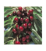 Cherry Fruit Plant  (Hybrid, Pack of 2)
