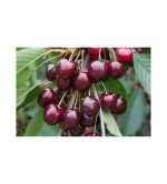 Cherry Fruit Plant  (Hybrid, Pack of 2)